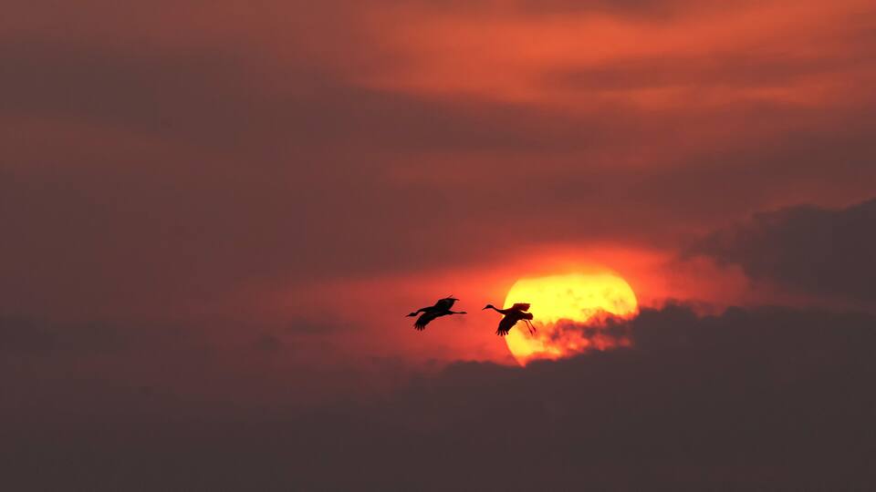 A sunset with two birds flying in silhouette against a vibrant sky.