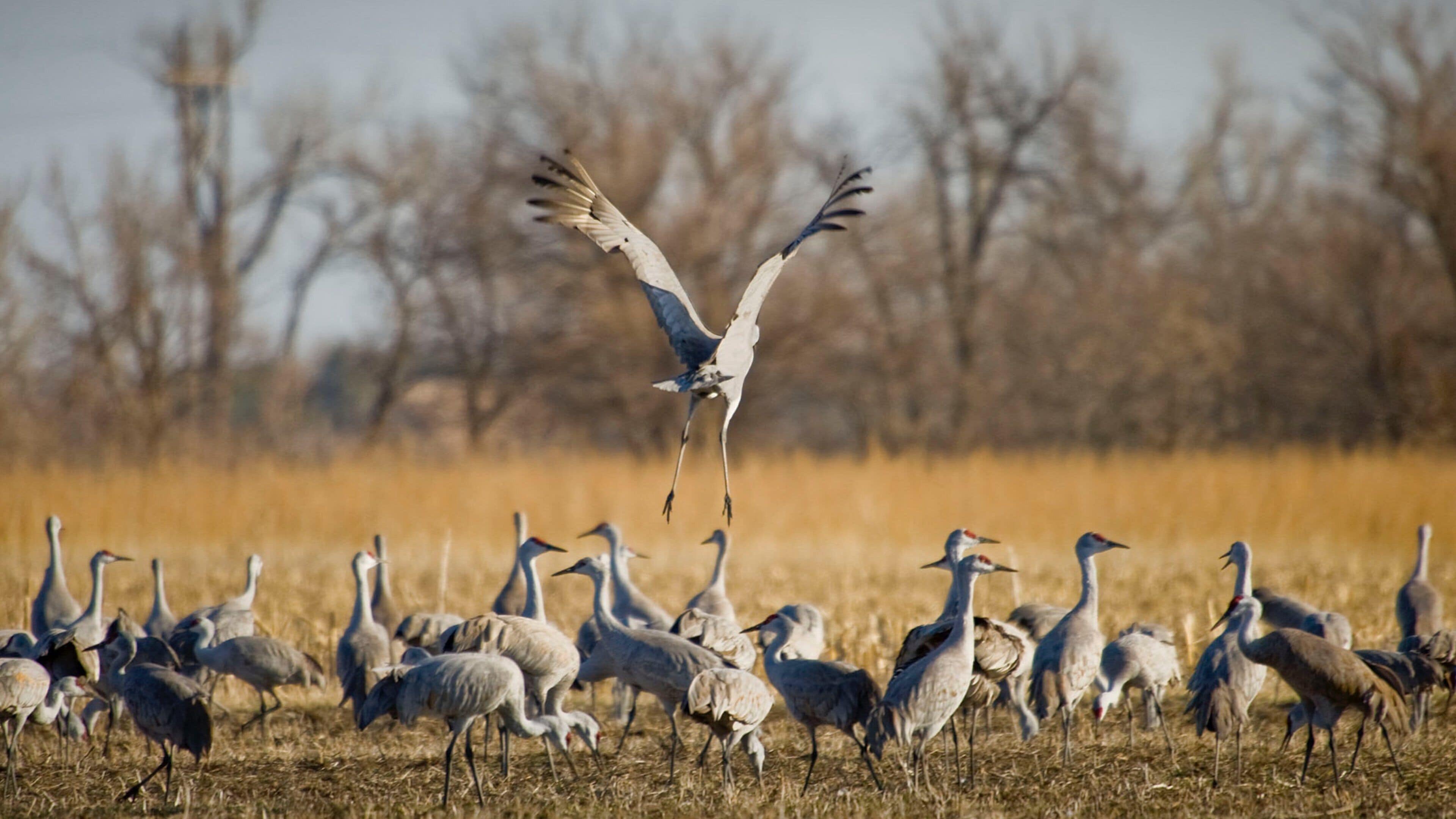 A flock of white birds with red crowns in a field with dry grass and leafless trees in the background.