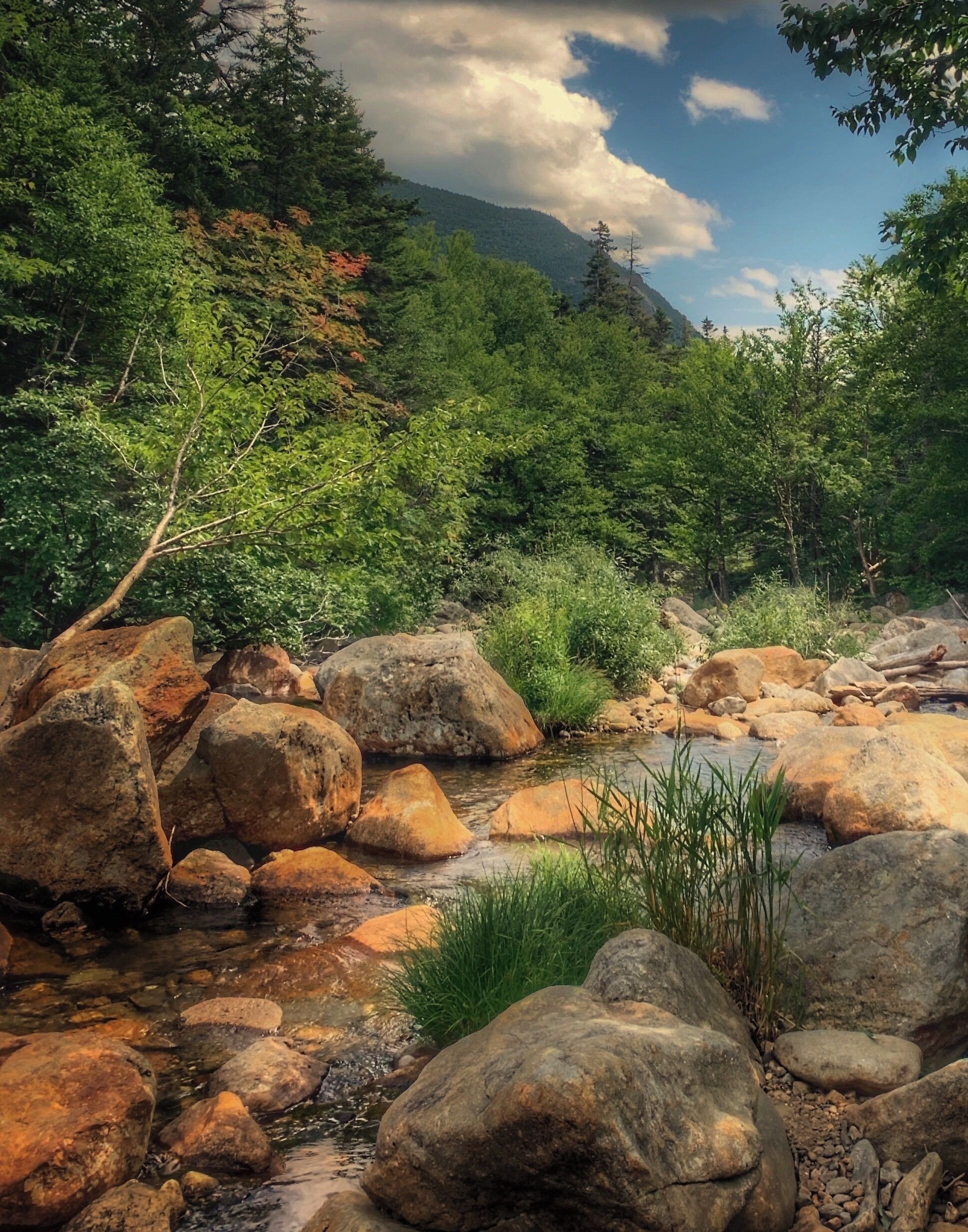 A rocky stream surrounded by dense forest and mountains.