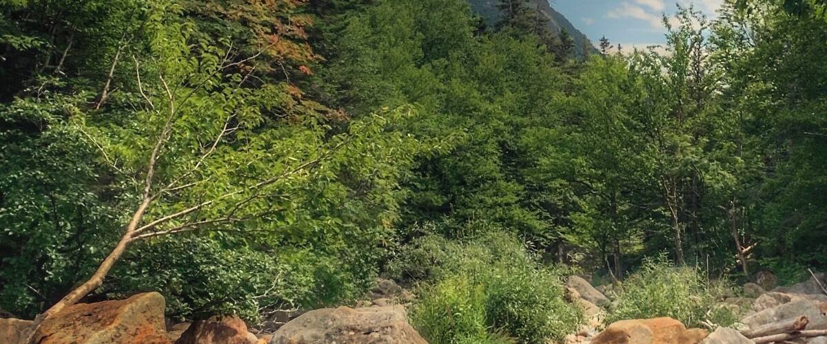 A rocky stream surrounded by dense forest and mountains.
