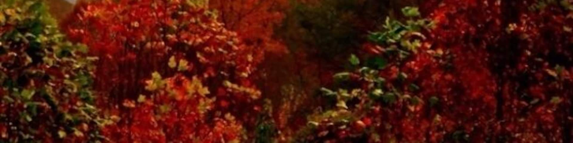 Beautiful Autumn day with early morning fog