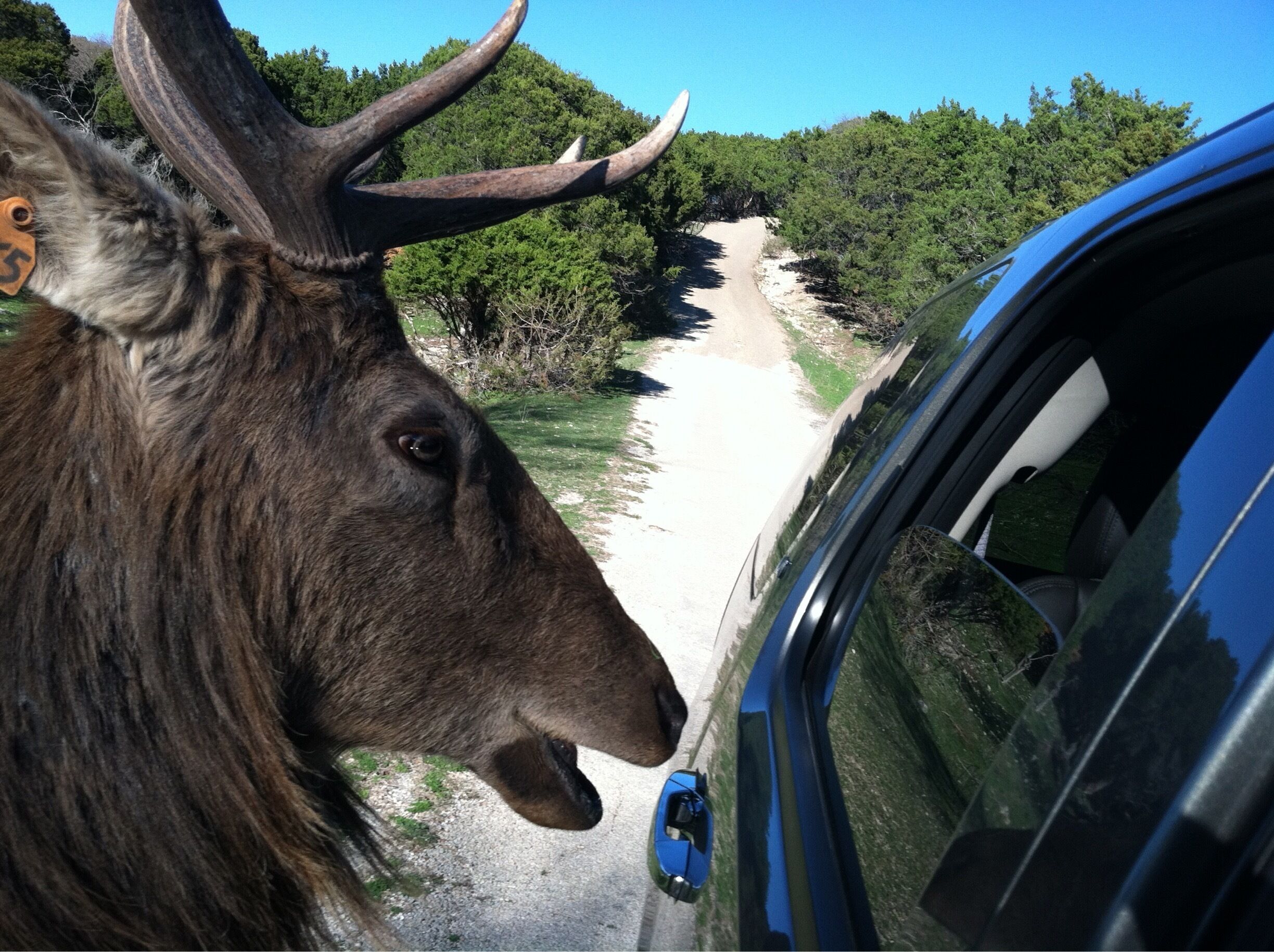 Fossil Rim is a very cool experience! Lots of animals! Giraffes were by far my favorite! 