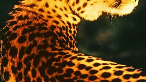 Cheetah looking over her shoulder into the sun at Fossil Rim near Glen Rose, Texas.