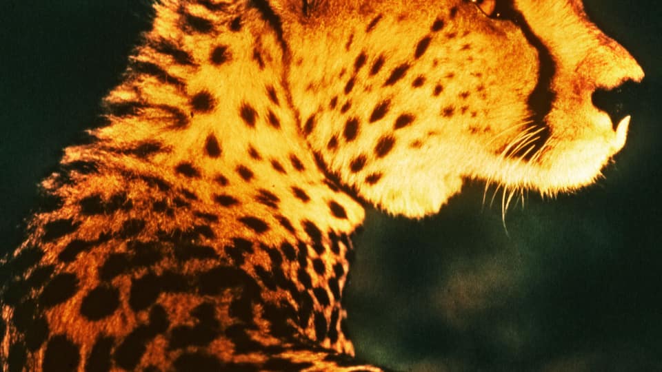 A cheetah with a distinctive spotted coat.