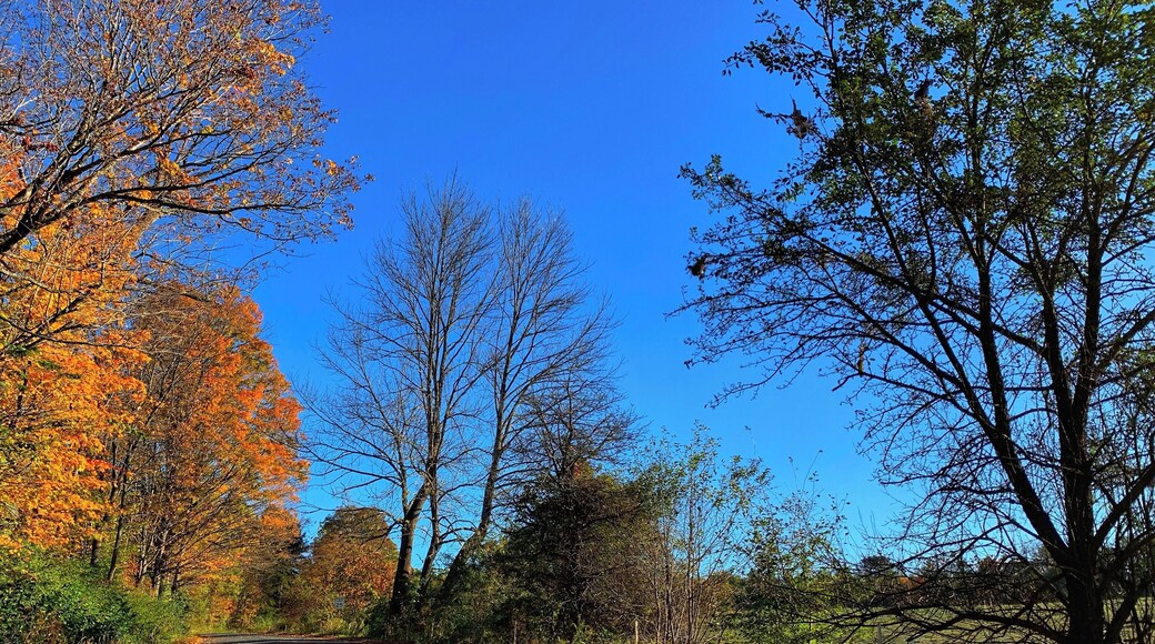 #autumn #fallfoliage #nature #leafpeeping