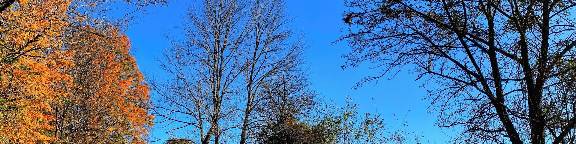 #autumn #fallfoliage #nature #leafpeeping