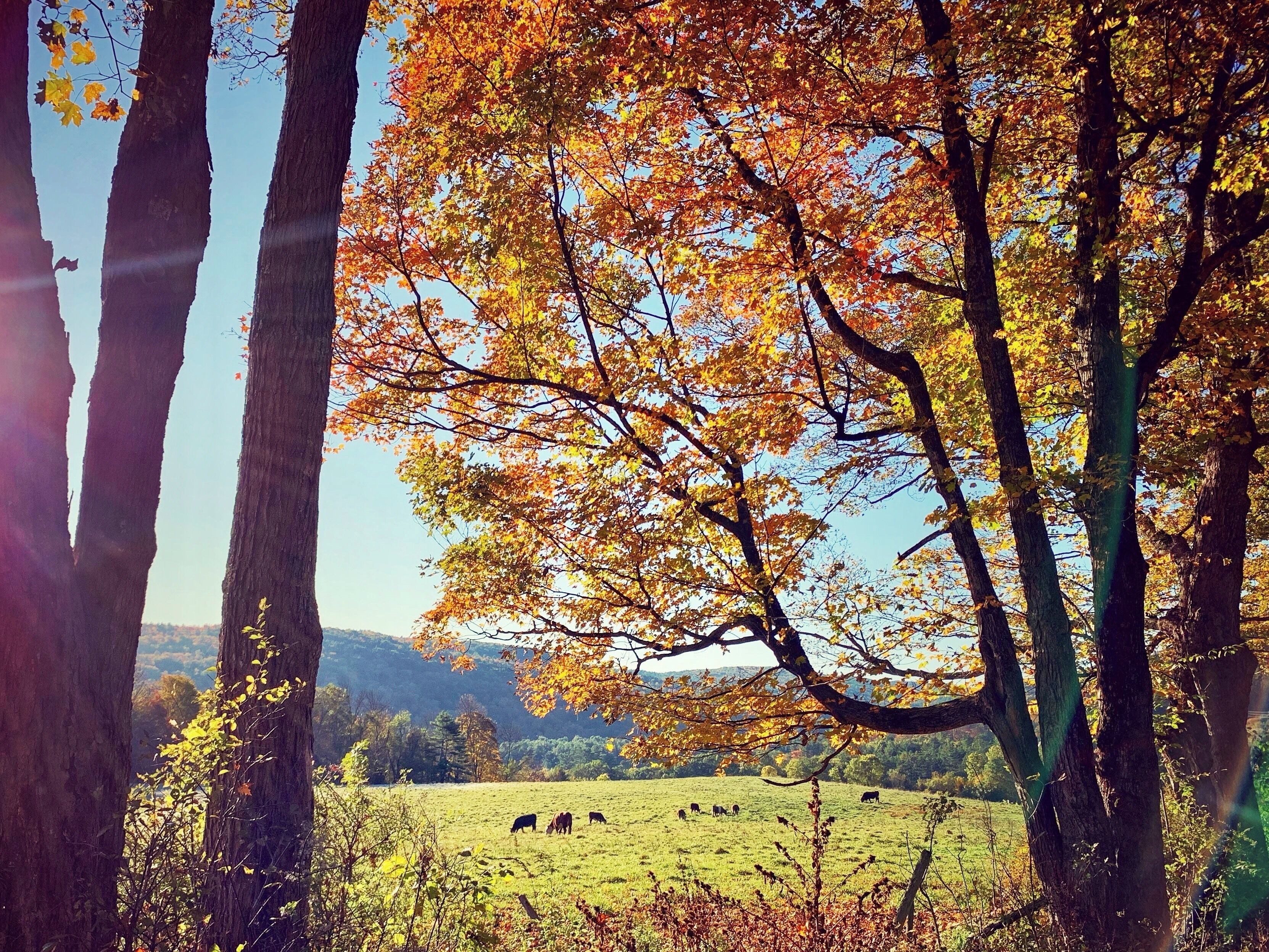 #autumn #fallfoliage #nature #leafpeeping