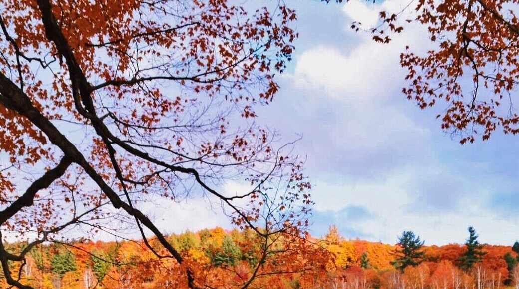 SLEEPY HOLLOW FARM- To visit Vermont in the Fall was a dream of mine. I am so happy that I was able to do just that this year. One of the places I visited was this photographic icon in rural Vermont, the Sleepy Hollow Farm, near Woodstock. Well known by most photographers the Sleepy Hollow Farm is the place to be if you want to get that perfect classic Autumn shot and an early morning light is best to be there to capture rich deep autumn colours. Rumors has it that it was once owned by Joe Perry of Aerosmith. Perry and his wife of 30 years, Billie, bought the property and they'd often bring their horses there from their home outside Boston. #ilovermont #ScenesofNewEngland #vermontbyvermonters #colorful #autumn #fall #roadtrip #travel #adventure #fallfoliage #historic #vermont #Bestof5