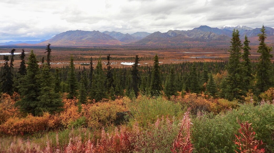 The amazing Fall colours near Tolsona along the Glenn Highway in Alaska.
#Alaska
#GreatOutdoors #Nature