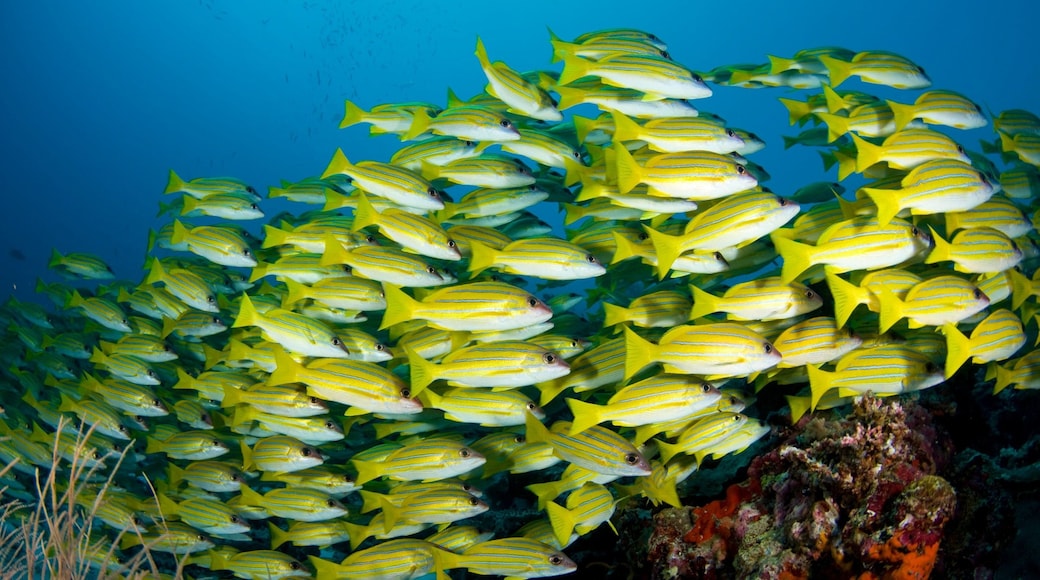 Maldives which includes marine life and coral
