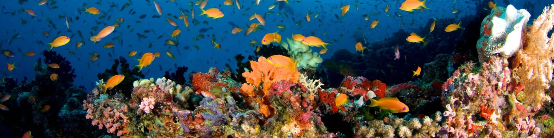Maldives showing coral and marine life