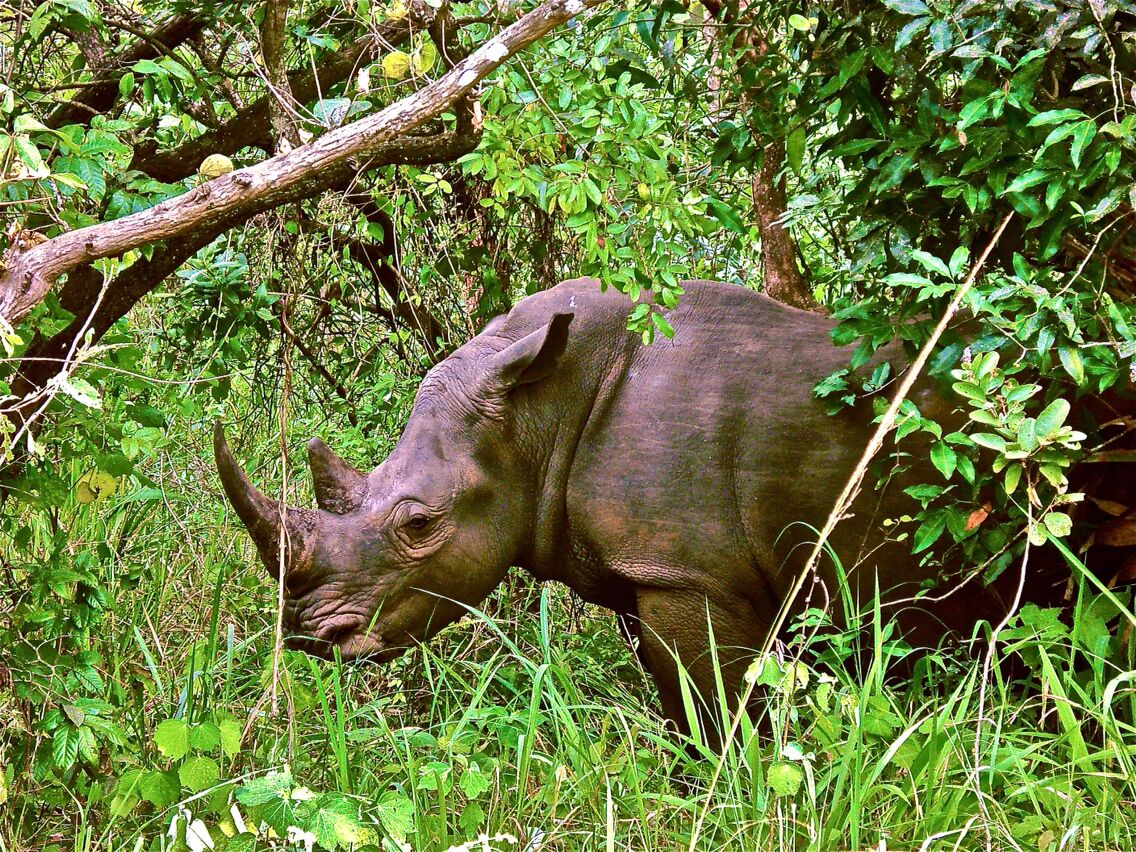 The rhinoceros is a highly endangered species around the world. The Ziwa Rhink Sanctuary, located a short drive from Kampala, aims to reintroduce rhinos back into the National Parks of Uganda through their breeding and release program.