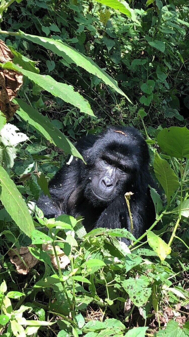 Chose to see the great Silverback Gorillas in Uganda.  The country is so appreciative for the tourism, and seeing this beautiful family was incredible!