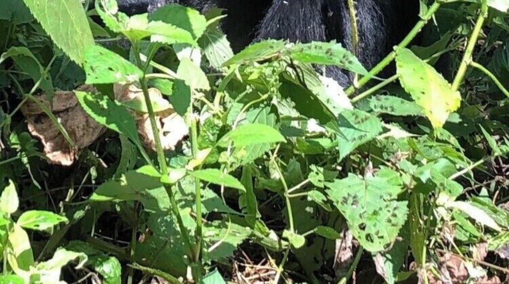 Chose to see the great Silverback Gorillas in Uganda. The country is so appreciative for the tourism, and seeing this beautiful family was incredible!