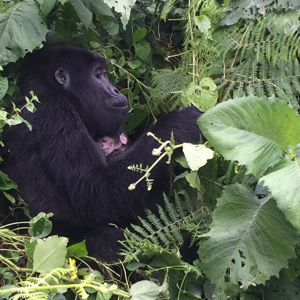 If you want a close up encounter with the gorillas in the forest, book your trip now. These guys will make it happen for you.