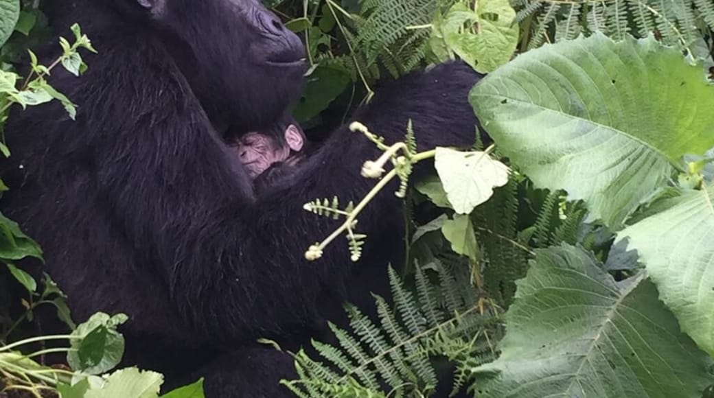 If you want a close up encounter with the gorillas in the forest, book your trip now. These guys will make it happen for you.