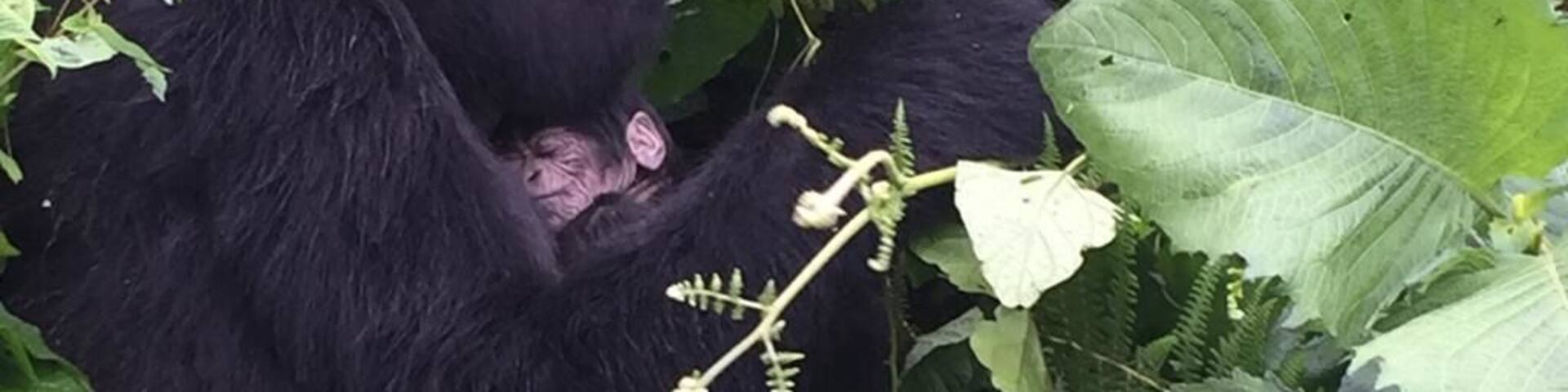 If you want a close up encounter with the gorillas in the forest, book your trip now. These guys will make it happen for you.