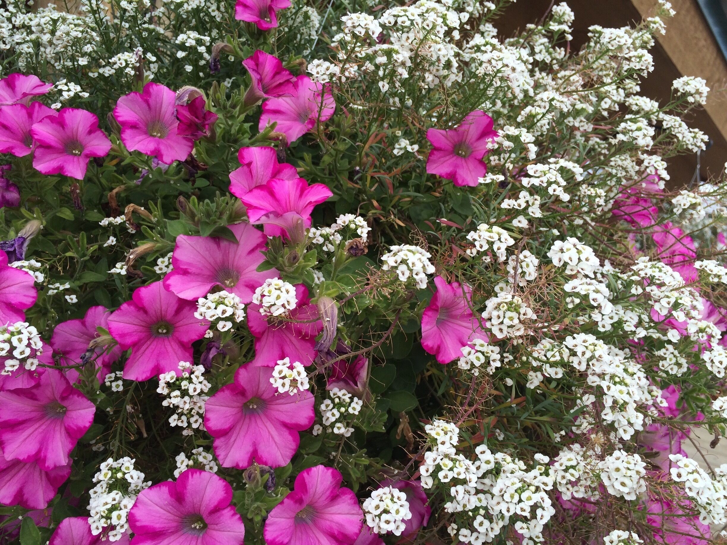 The reason why I went to Colorado was not the beautiful gardens, landscapes, great restaurants or the welcoming small cities. I met someone by a good accident here in Trover almost 2 years ago. I finally saw him in "real life" in Colorado. It was an unique moment surrounded by a perfect scenario. He drove us through the Rocky Mountain National Park and showed me places I would never be able to see as a solo traveler. I feel lucky and thankful for meeting such a good American - Scottish heart in the journey of my life. Best wishes for him 🍀