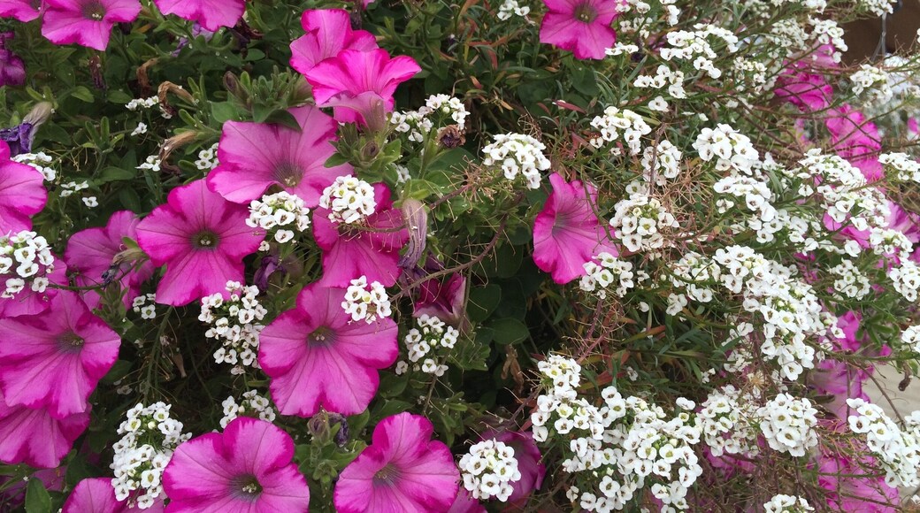 The reason why I went to Colorado was not the beautiful gardens, landscapes, great restaurants or the welcoming small cities. I met someone by a good accident here in Trover almost 2 years ago. I finally saw him in "real life" in Colorado. It was an unique moment surrounded by a perfect scenario. He drove us through the Rocky Mountain National Park and showed me places I would never be able to see as a solo traveler. I feel lucky and thankful for meeting such a good American - Scottish heart in the journey of my life. Best wishes for him 🍀