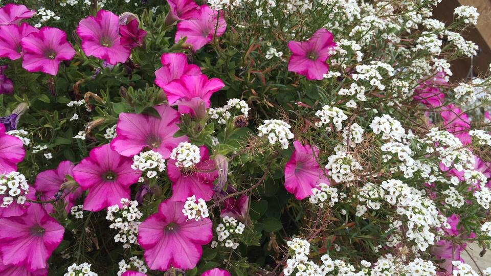 The reason why I went to Colorado was not the beautiful gardens, landscapes, great restaurants or the welcoming small cities. I met someone by a good accident here in Trover almost 2 years ago. I finally saw him in "real life" in Colorado. It was an unique moment surrounded by a perfect scenario. He drove us through the Rocky Mountain National Park and showed me places I would never be able to see as a solo traveler. I feel lucky and thankful for meeting such a good American - Scottish heart in the journey of my life. Best wishes for him 🍀