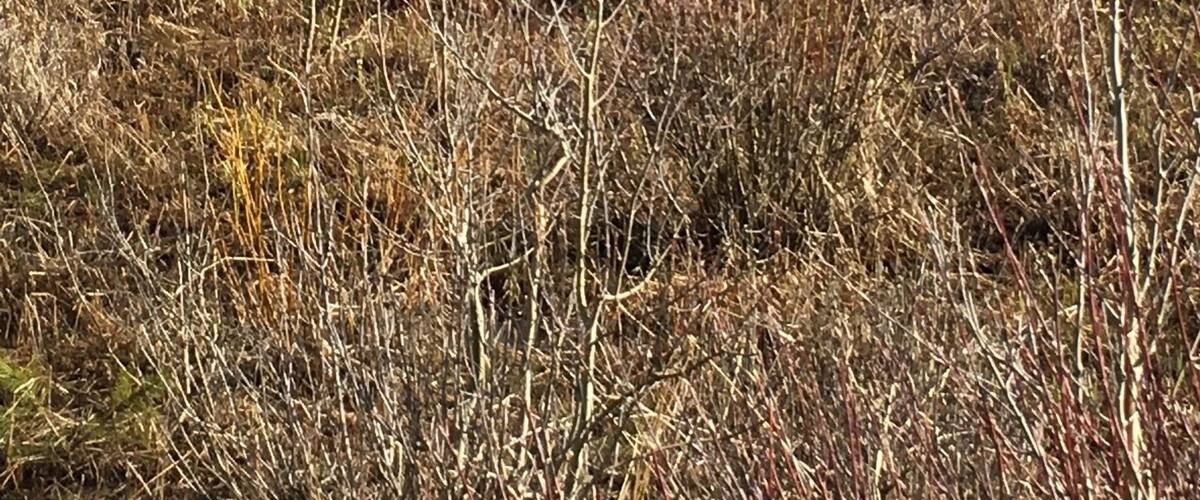 Point Park, Grand Lake Colorado I was looking for a good view of Shadow Mountain and came across this baby moose looking for its breakfast...
