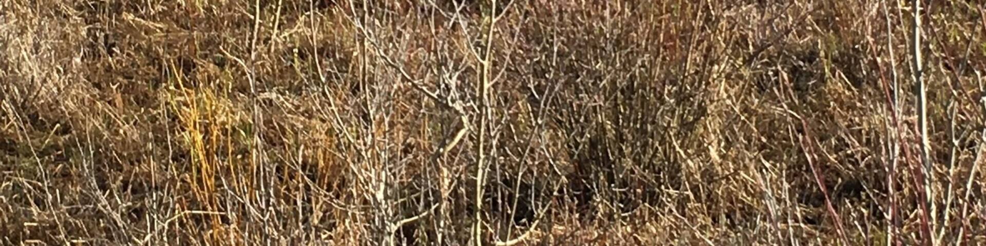 Point Park, Grand Lake Colorado I was looking for a good view of Shadow Mountain and came across this baby moose looking for its breakfast...