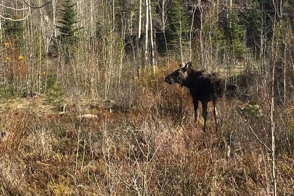 Point Park, Grand Lake Colorado I was looking for a good view of Shadow Mountain and came across this baby moose looking for its breakfast...