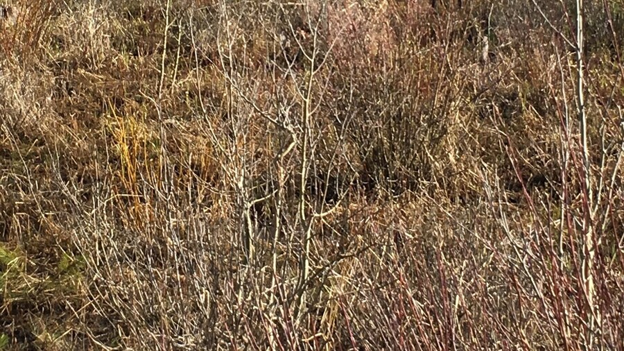 Point Park, Grand Lake Colorado I was looking for a good view of Shadow Mountain and came across this baby moose looking for its breakfast...
