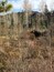Point Park, Grand Lake Colorado I was looking for a good view of Shadow Mountain and came across this baby moose looking for its breakfast...