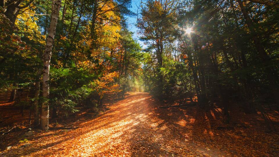 A forest path with fallen leaves, trees, and sunlight filtering through.