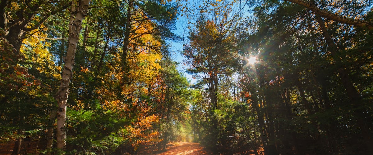 A forest path with fallen leaves, trees, and sunlight filtering through.