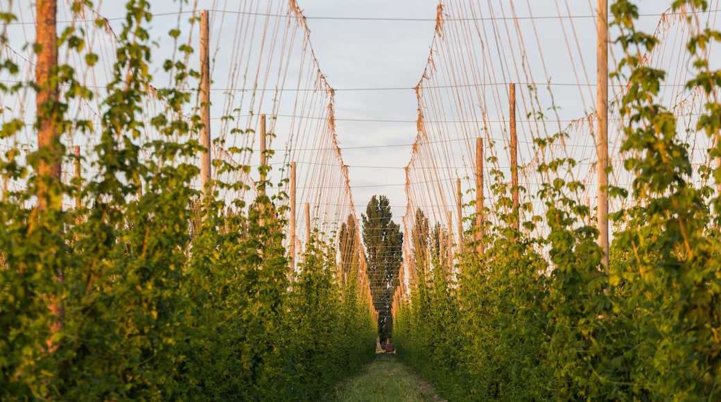 Rows of hop plants on a farm in Grandview, Washington.