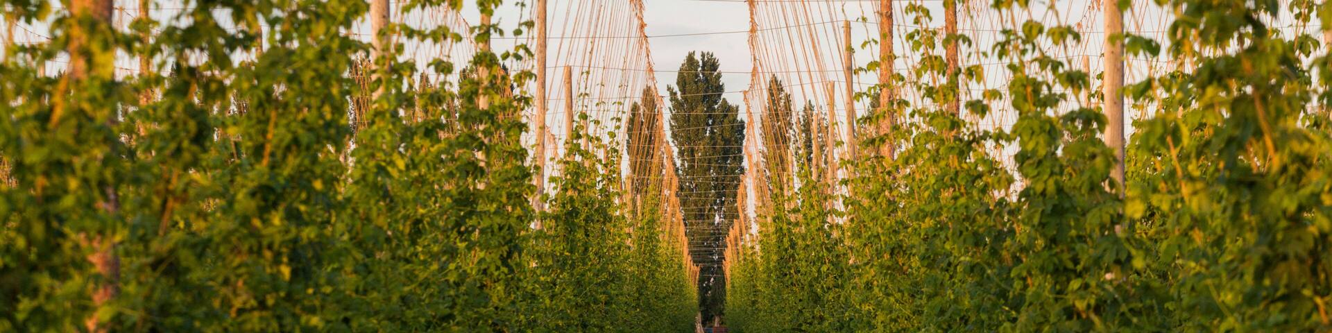 Rows of hop plants on a farm in Grandview, Washington.