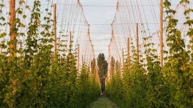 Rows of hop plants on a farm in Grandview, Washington.
