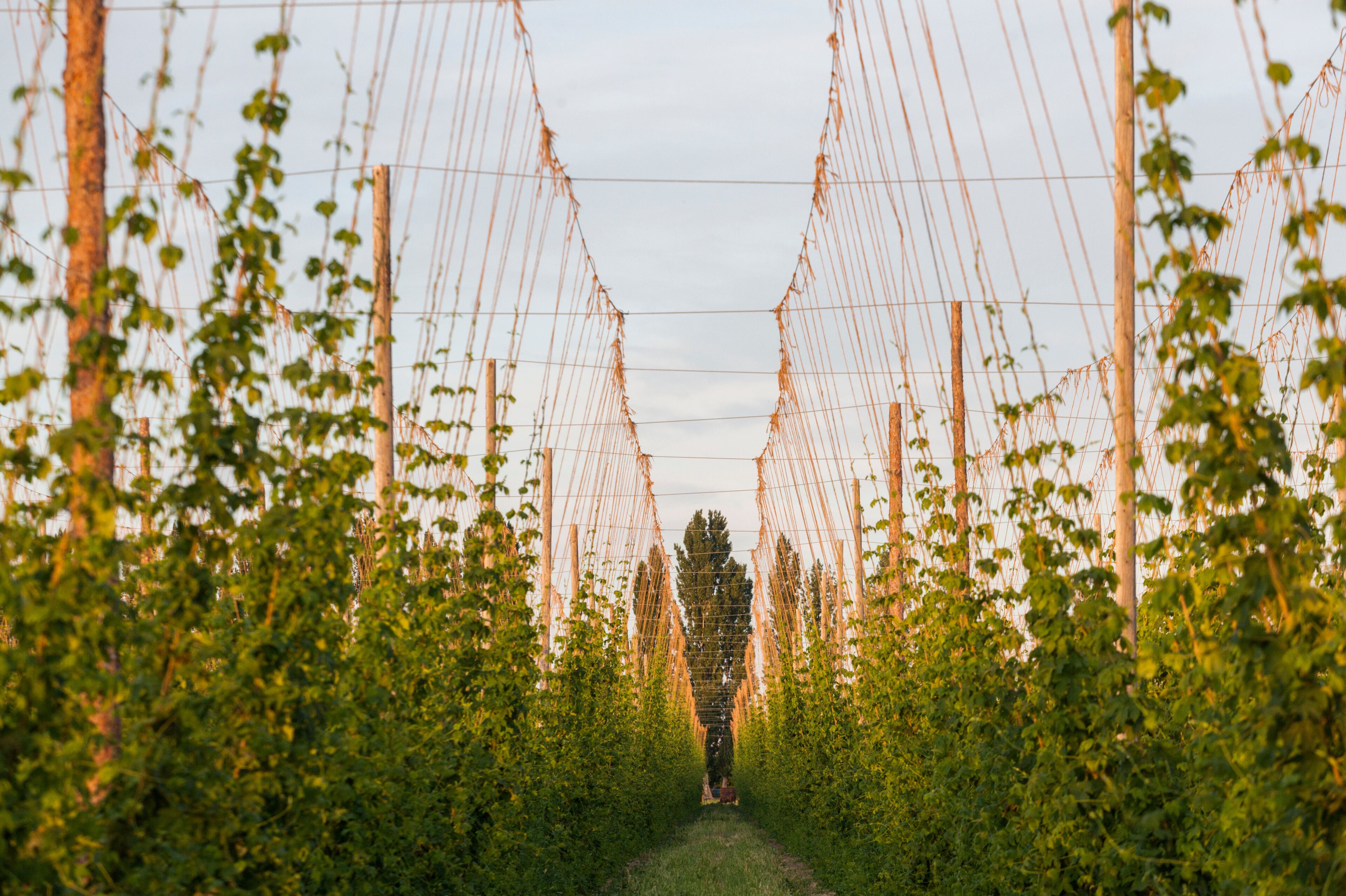 A vineyard with rows of grapevines supported by trellis structures.