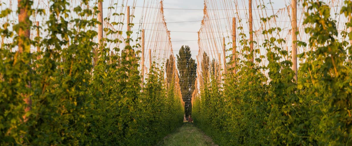 A vineyard with rows of grapevines supported by trellis structures.