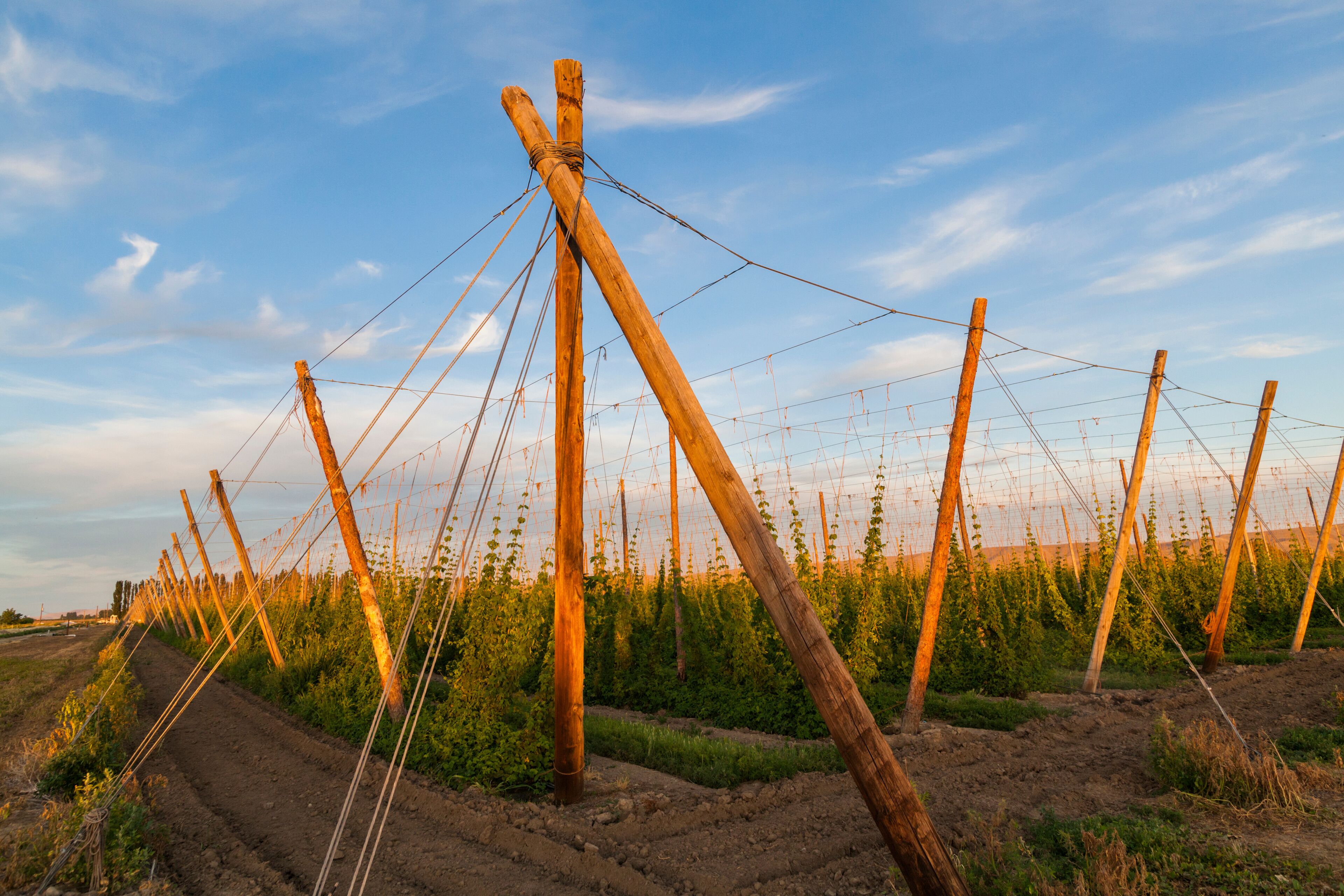 Hop plants growing in rows on a farm in Grandview, Washington.