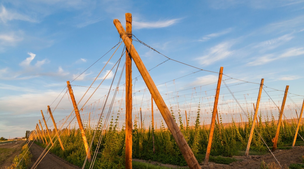 Hop plants growing in rows on a farm in Grandview, Washington.