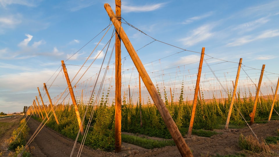 A vineyard with wooden trellises and rows of grapevines.
