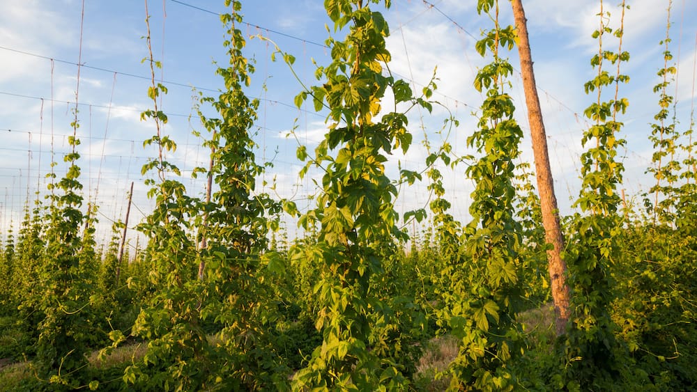 Hop plants growing on a farm in Grandview, Washington.