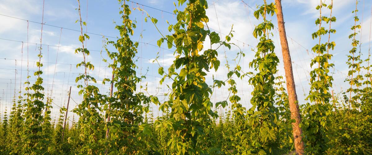 Hop plants growing on a farm in Grandview, Washington.