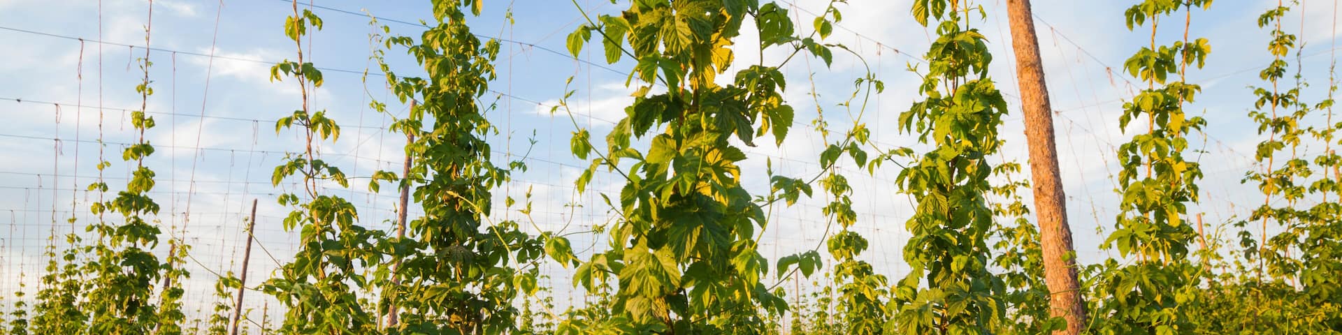Hop plants growing on a farm in Grandview, Washington.
