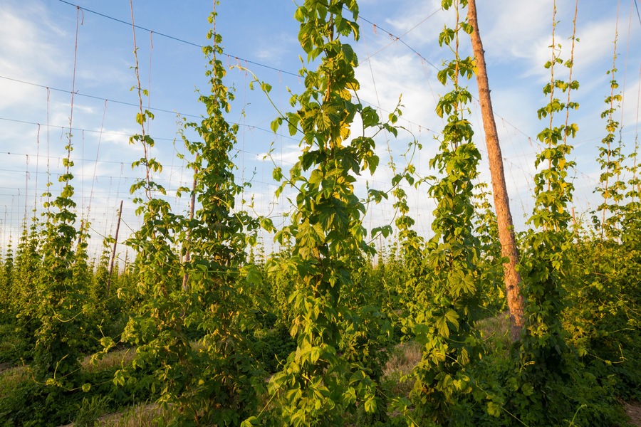 Hop plants growing on a farm in Grandview, Washington.