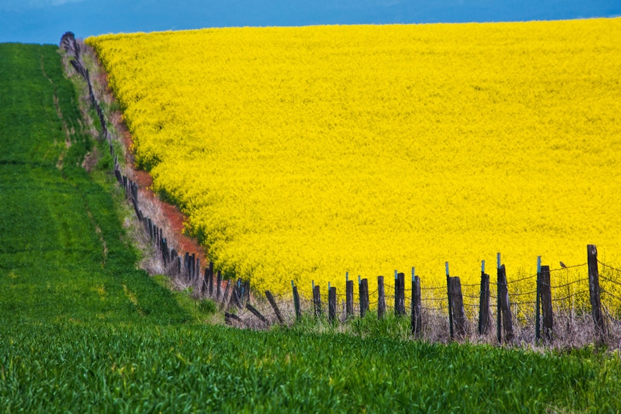 Idaho, Grangeville, Canola Field in Full Fresh Bloom Along Fence