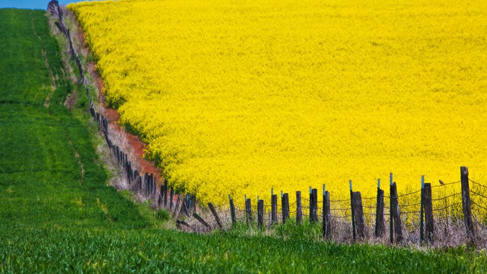 A field of yellow flowers with a green hillside and a wooden fence.