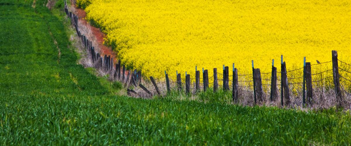 Idaho, Grangeville, Canola Field in Full Fresh Bloom Along Fence