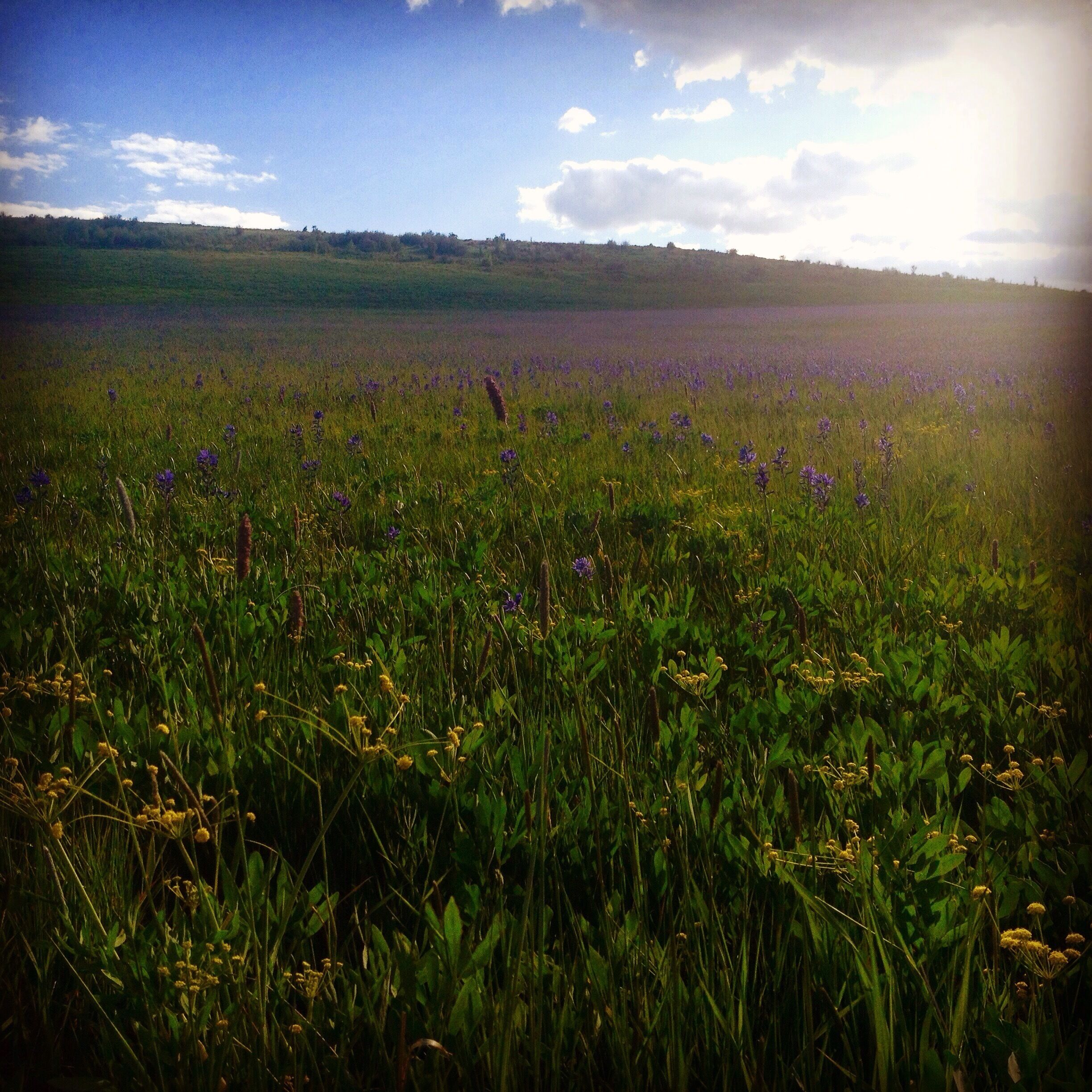 This road is a popular shortcut if you're driving through Idaho on highway 95.  If you hit it at the right time you'll see an amazing field of camas flowers in bloom.  These are native flowers that the native Americans of the area used to rely on as a food source.