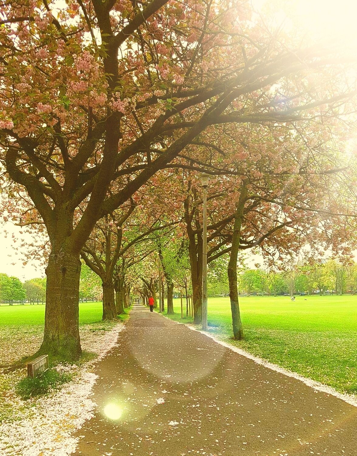 The Meadows is an area of common ground cultivated in to parkland for recreational use. Just south of Edinburgh city centre it is an ideal spot to escape the busy activity in the nearby streets.   #springfun