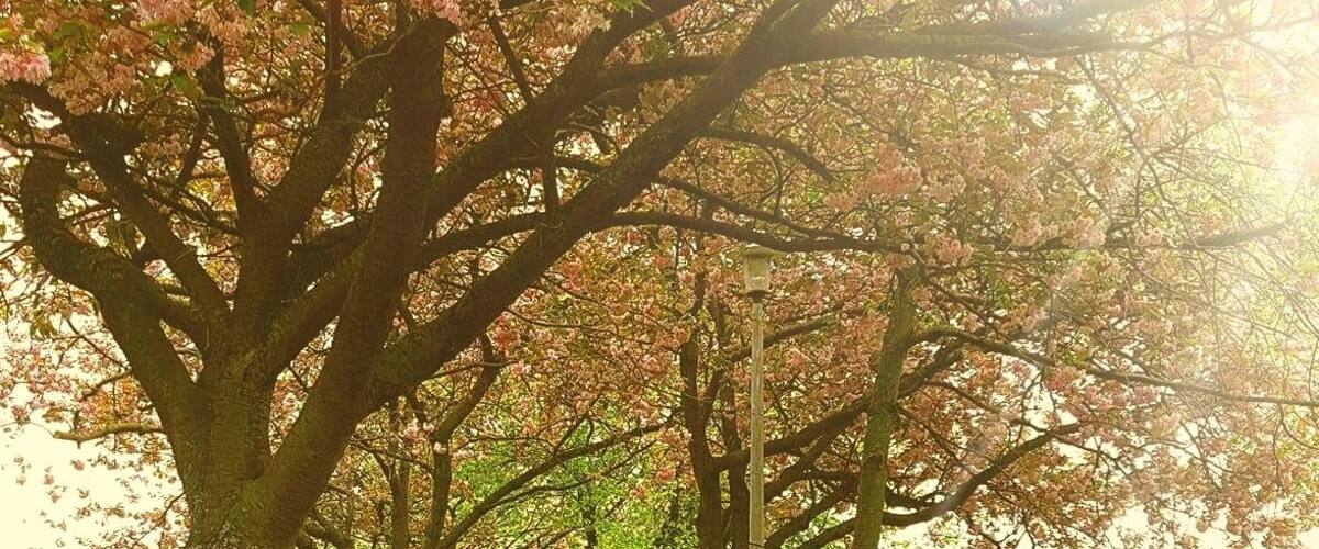 The Meadows is an area of common ground cultivated in to parkland for recreational use. Just south of Edinburgh city centre it is an ideal spot to escape the busy activity in the nearby streets. #springfun