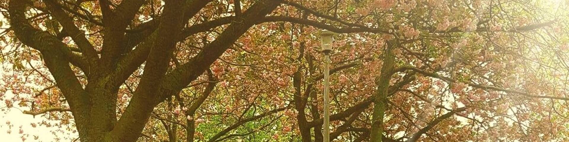 The Meadows is an area of common ground cultivated in to parkland for recreational use. Just south of Edinburgh city centre it is an ideal spot to escape the busy activity in the nearby streets. #springfun